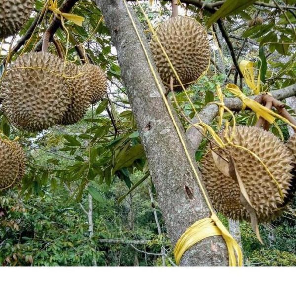 bibit tanaman buah Bibit Musang King Ash Buah Durian Musangking Unggul Terpopuler Viral Tiktok Barito Timur