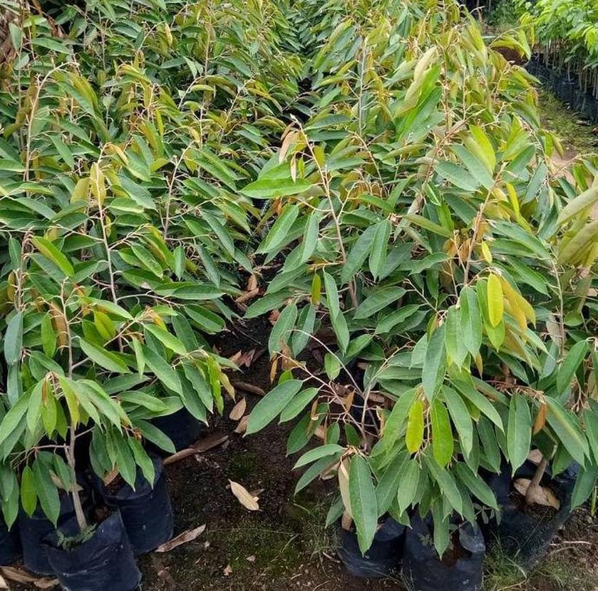 Gambar Produk bibit tanaman buah Bibit Musang King Ash Buah Durian Musangking Unggul Terpopuler Viral Tiktok Cimahi