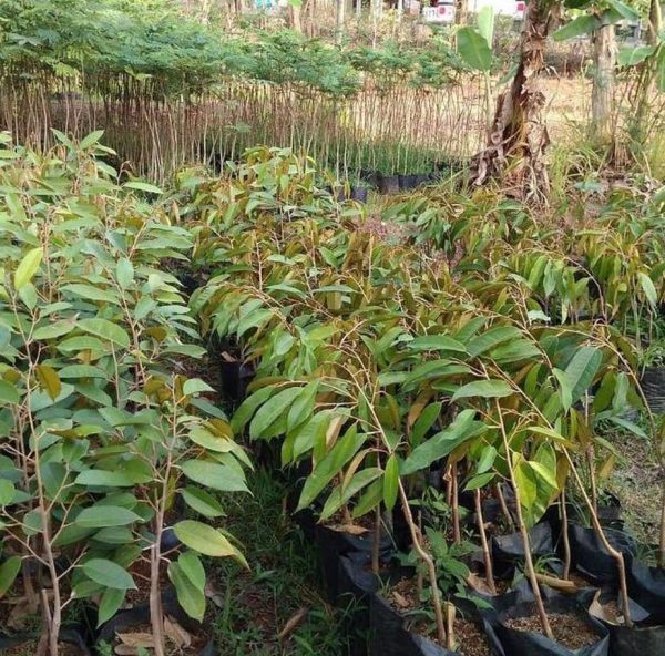 bibit tanaman buah Bibit Musang King Ash Buah Durian Musangking Unggul Terpopuler Viral Tiktok Pasaman Barat