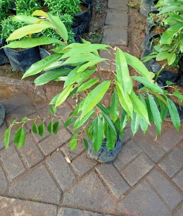bibit tanaman buah Bibit Musang King Flashsale Cangkok Tanaman Pohon Buah Duren Durian Montong Medan Palu Bawor Nagan Raya