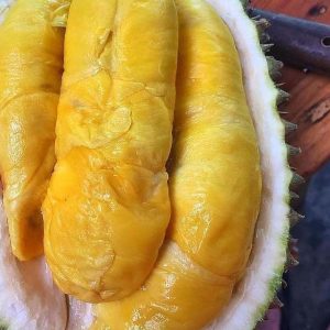 bibit tanaman buah Bibit Musang King Grosir Buah Durian Musangking Unggul New Lampung Selatan
