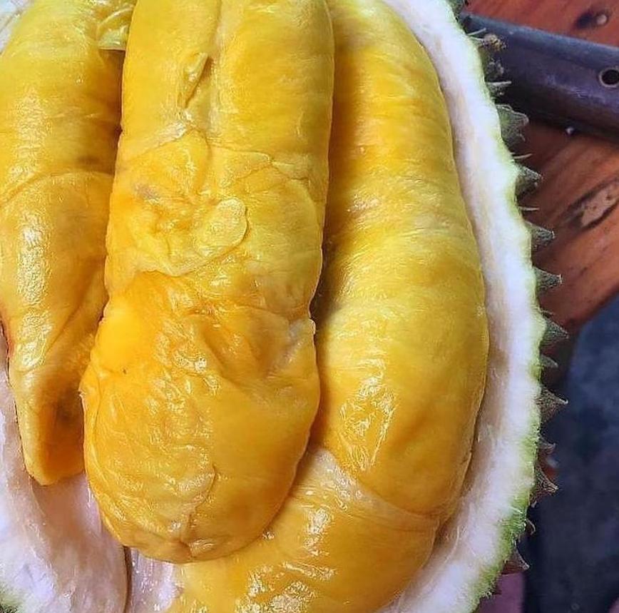 Gambar Produk bibit tanaman buah Bibit Musang King Grosir Buah Durian Musangking Unggul New Lampung Selatan