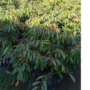 bibit tanaman buah Bibit Musang King Kode-Czp Buah Durian Musangking Unggul Bulukumba