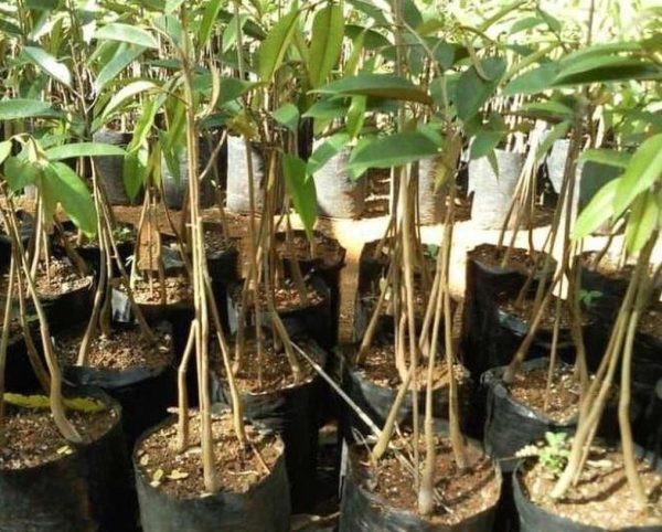 bibit tanaman buah Bibit Musang King Product Durian Kaki Tiga Manado