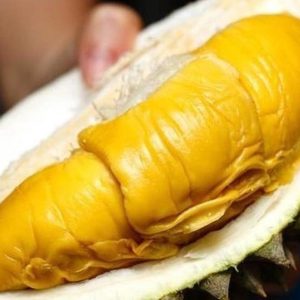 bibit tanaman buah Bibit Musang King Tanaman Buah Durian Kaki Tiga Unggul, Murah, Garansi Aceh Singkil