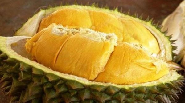 bibit tanaman buah Bibit Musang King Tanaman Buah Durian Kaki Tiga Unggul, Murah, Garansi Purbalingga