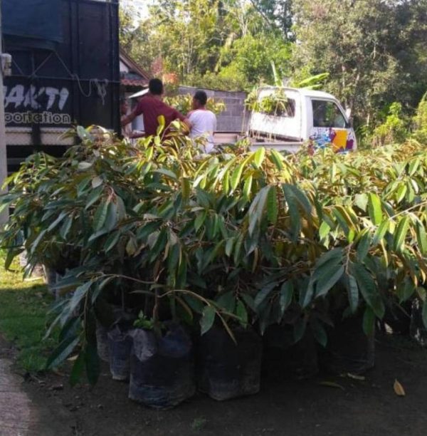 bibit tanaman buah Bibit Musang King Tren Terbaru Symbol Buah Durian Musangking Unggul Langsung Pesan Bombana