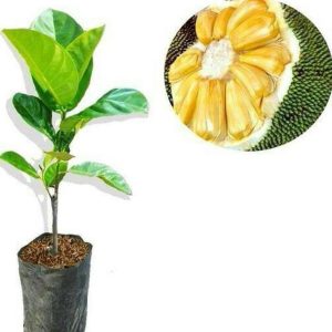 bibit tanaman buah Bibit Nangka Madu Tanaman Hidup Buah Okulasi Super Unggul Pulau Taliabu