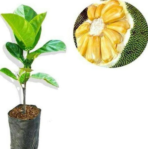 bibit tanaman buah Bibit Nangka Madu Tanaman Hidup Buah Okulasi Super Unggul Pulau Taliabu