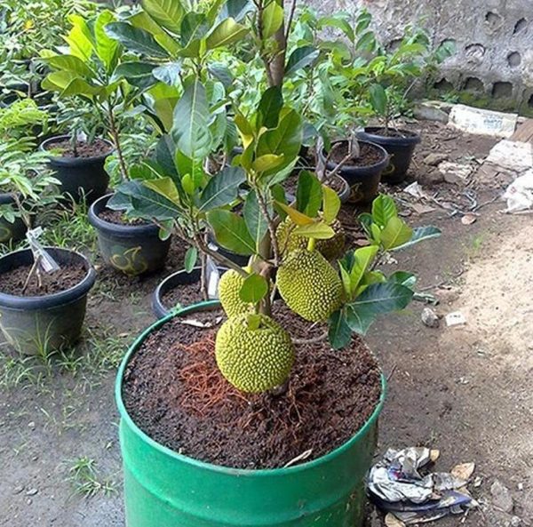 bibit tanaman buah Bibit Nangka Mini Code Tanaman Buah Madu Super Sukabumi