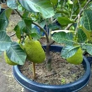 bibit tanaman buah Bibit Nangka Mini Sab Tanaman Buah Madu Kualitas Super Gresik