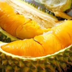 bibit tanaman buah Bibit Pohon Durian Bawor Super Buton Utara