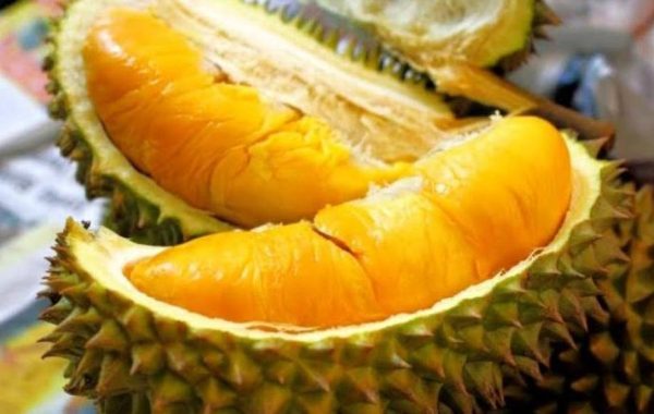 bibit tanaman buah Bibit Pohon Durian Bawor Super Buton Utara