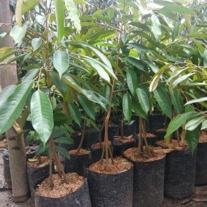 bibit tanaman buah Bibit Pohon Durian Buah Montong Okulasi Aceh Tamiyang