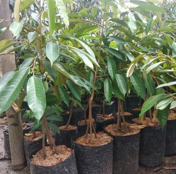 bibit tanaman buah Bibit Pohon Durian Buah Montong Okulasi Aceh Tamiyang
