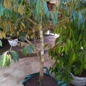 bibit tanaman buah Bibit Pohon Durian Buah Montong Super Jumbo Sambung Pendek Buru