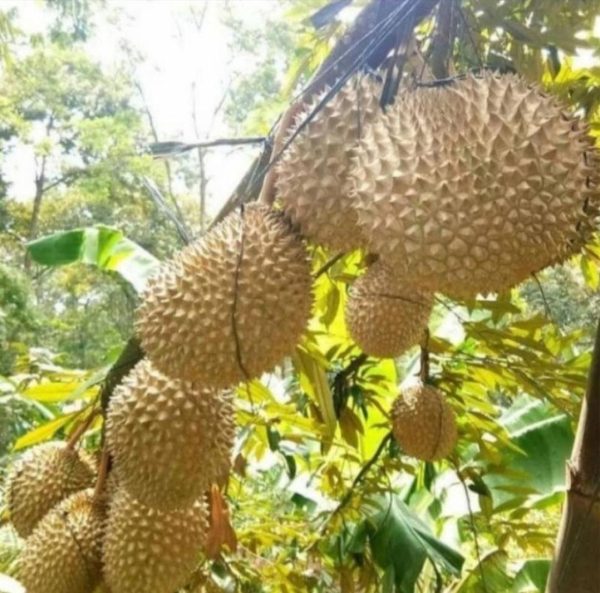bibit tanaman buah Bibit Pohon Durian Buah Musang King Kaki TigaTanaman Tiga Keerom