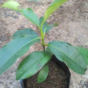 bibit tanaman buah Bibit Pohon Manggis Buah Okulasi Tanaman Manggarai