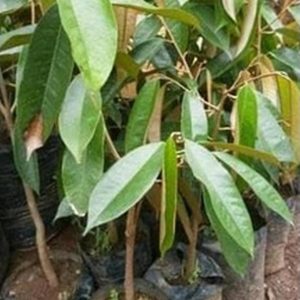 bibit tanaman buah Bibit Tanaman Buah Durian Gundul Unggul Ecer Kutai Kertanegara