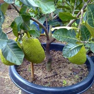 Bibit Tanaman Buah Nangka Mini Dwarf Jackfruit Balangan