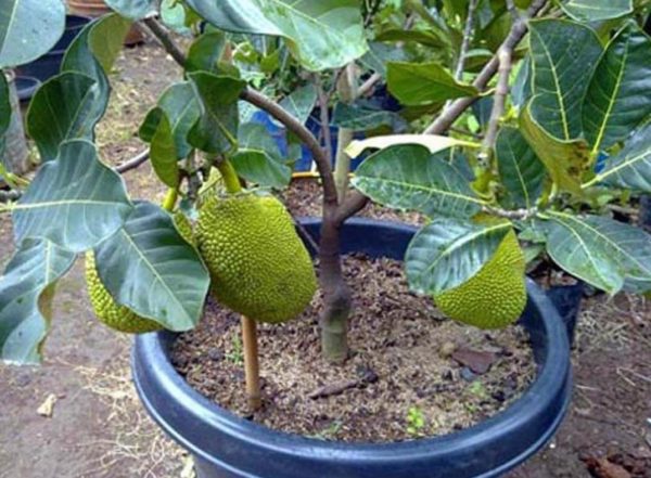 Bibit Tanaman Buah Nangka Mini Dwarf Jackfruit Balangan