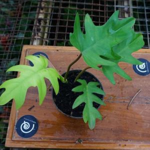 Bibit Tanaman Hias Philo Philodendron Mayoi - Indoor Murah Buru Selatan
