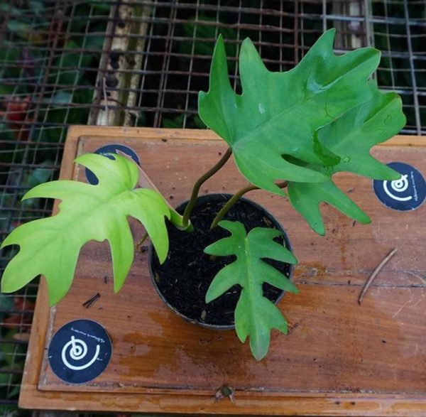 Bibit Tanaman Hias Philo Philodendron Mayoi - Indoor Murah Buru Selatan