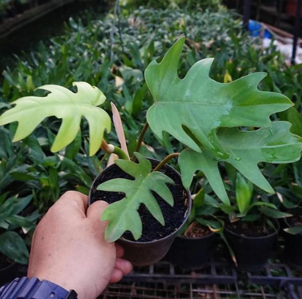 Bibit Tanaman Hias Philo Philodendron Mayoi - Indoor Murah Tanjung Jabung Barat