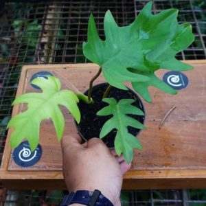 Bibit Tanaman Hias Philo Philodendron Mayoi - Indoor Murah Tolikara