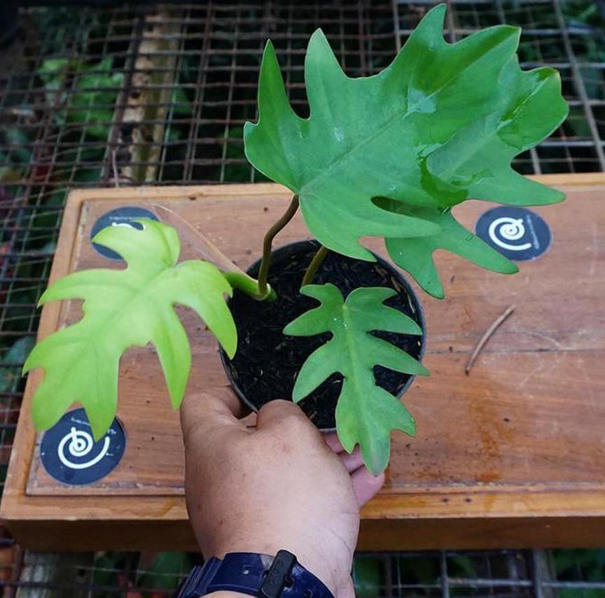 Gambar Produk Bibit Tanaman Hias Philo Philodendron Mayoi - Indoor Murah Tolikara