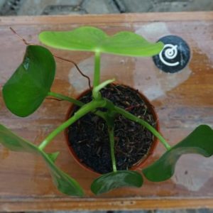 Bibit Tanaman Hias Philodendron Microstictum - Philo Kubu Raya