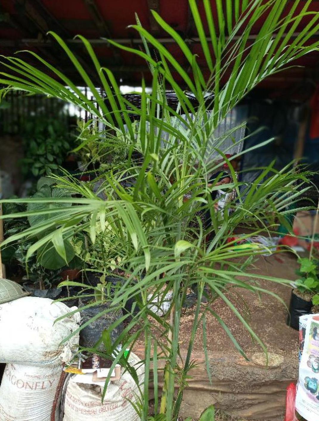 Gambar Produk Bibit Tanaman Hias Rimbun Pohon Hidup Palem Palm Kuning Merah Komodoria Komodorria Komodor Ria Pacitan