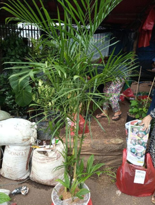 Bibit Tanaman Hias Rimbun Pohon Hidup Palem Palm Kuning Merah Komodoria Komodorria Komodor Ria Singkawang