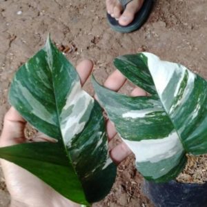 Bibit Tanaman Monstera Hias Epipremnum Varigata - Ekor Naga Puncak Jaya