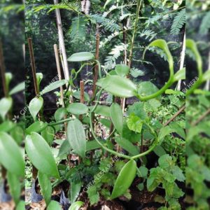 Bibit Vanili Unggul Tanaman Buah - Pohon Vanilli Rambat Serdang Bedagai