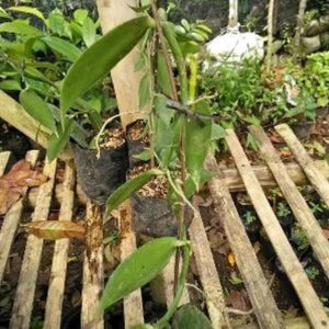 Bibit Vanili Unggul Terlaris Tanaman Buah Vanili-Vanila-Pohon Cirebon
