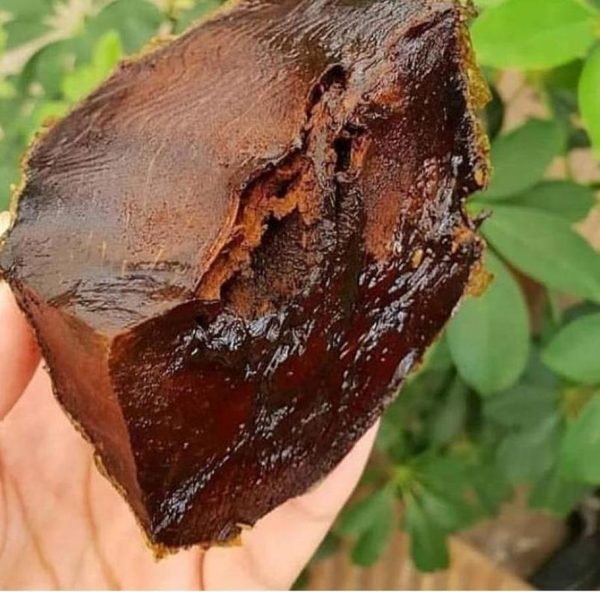 harga bibit tanaman Bibit Buah Black Sapote Terjangkau Okulasi Pulau Taliabu
