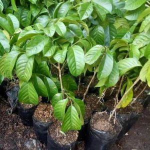 harga bibit tanaman Bibit Buah Duku Discount Palembang Unggul Berkualitas Hasil Okulasi Seruyan