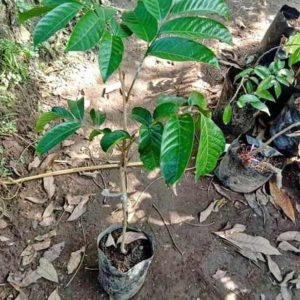 harga bibit tanaman Bibit Buah Duku Palembang Okulasi Lombok Tengah