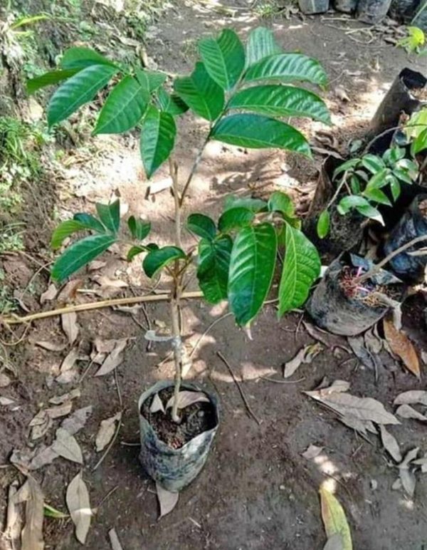 harga bibit tanaman Bibit Buah Duku Palembang Okulasi Lombok Tengah