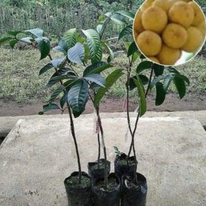 harga bibit tanaman Bibit Buah Duku Tanaman Dukong Atau Malaysia Super Unggul Siap Tanam Natuna