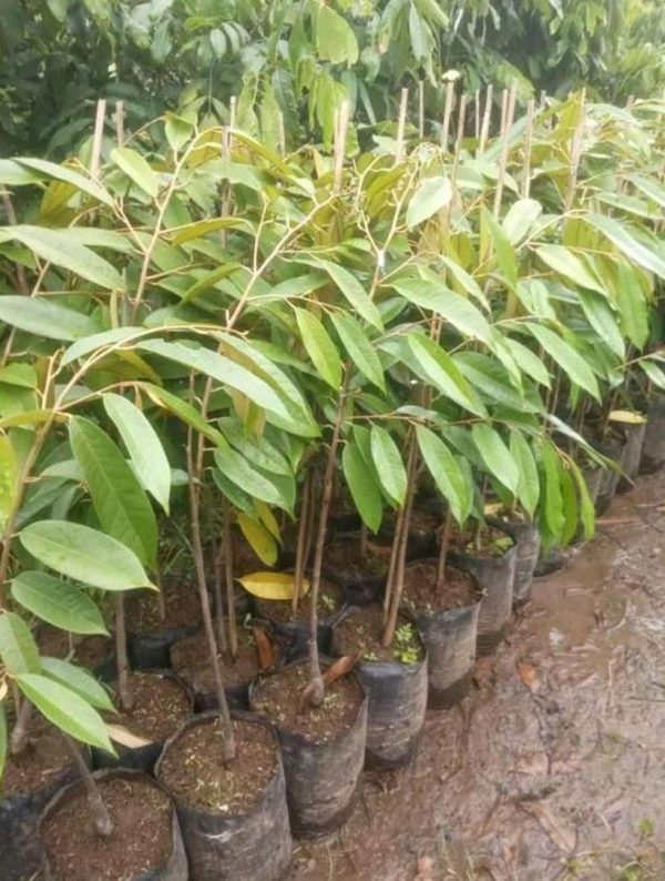harga bibit tanaman Bibit Buah Durian Gundul Cod Tanaman Super Unggul Termurah Bantaeng