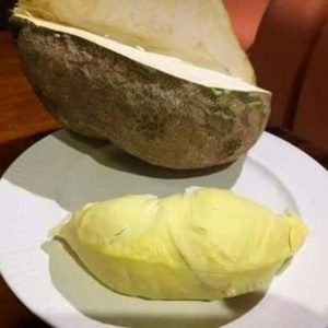 harga bibit tanaman Bibit Buah Durian Gundul Mamuju Tengah