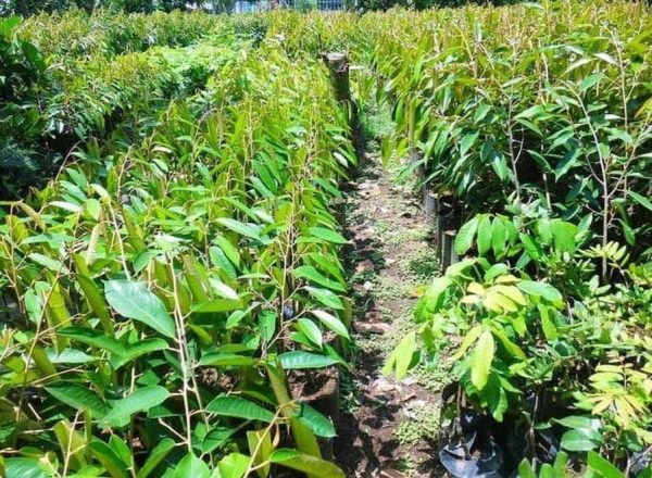 harga bibit tanaman Bibit Buah Durian Gundul Terbaru Unggulecer Tanaman Merangin