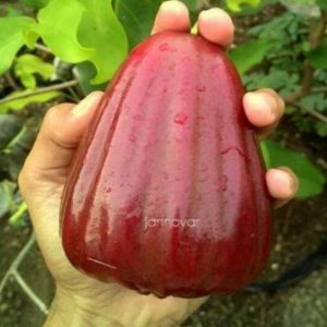 harga bibit tanaman Bibit Buah Jambu Dalhari Hasil Okulasi Super Manis Cocok Di Tanam Ngada