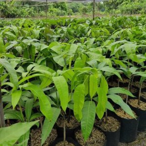 harga bibit tanaman Bibit Buah Mangga Irwin Hasil Okulasi Unggul Maluku Tenggara Barat