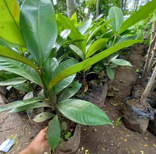 harga bibit tanaman Bibit Buah Manggis Tanaman Super Okulasi Jakarta Barat