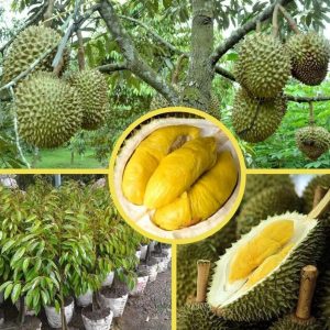 harga bibit tanaman Bibit Buah Murah Durian Musangking Kaki Tiga Unggul Pahuwato