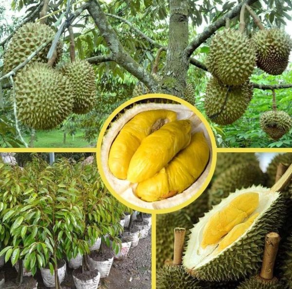 harga bibit tanaman Bibit Buah Murah Durian Musangking Kaki Tiga Unggul Pahuwato