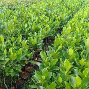 harga bibit tanaman Bibit Buah Nangka Cod Madu Okulasi Super Genjah Bisa Tabulampot Gorontalo Utara